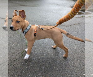 American Pit Bull Terrier-Unknown Mix Dogs for adoption in San Jose, CA, USA