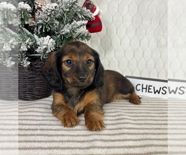 Medium Photo #3 Dachshund Puppy For Sale in GREENFIELD, IN, USA