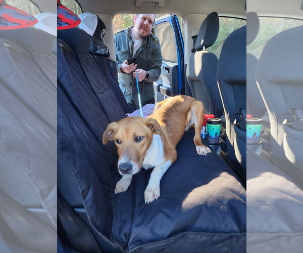 Medium Photo #6 Mutt Puppy For Sale in Ball Ground, GA, USA