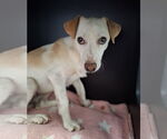 Small #3 Jack Russell Terrier Mix