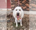 Small Photo #1 Goldendoodle Puppy For Sale in COLORADO SPRINGS, CO, USA