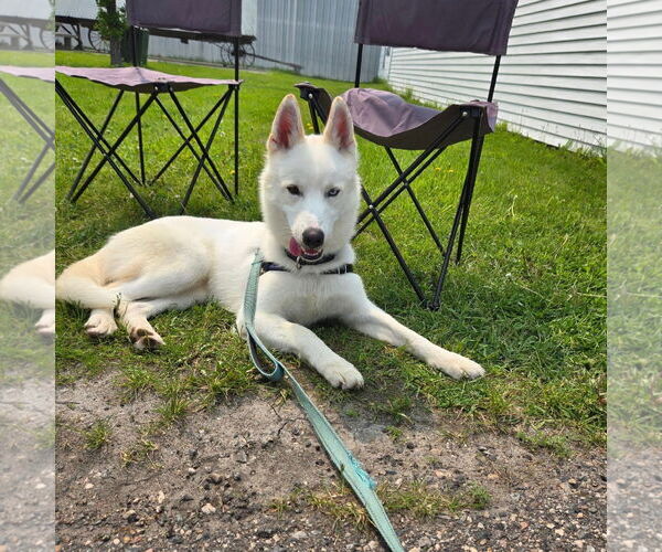 Medium Photo #7 Huskies -Unknown Mix Puppy For Sale in Fargo, ND, USA