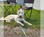 Small #6 Huskies  Mix