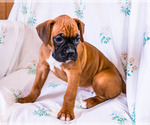 Small Photo #8 Boxer Puppy For Sale in WAKARUSA, IN, USA