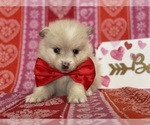 Small Pomeranian