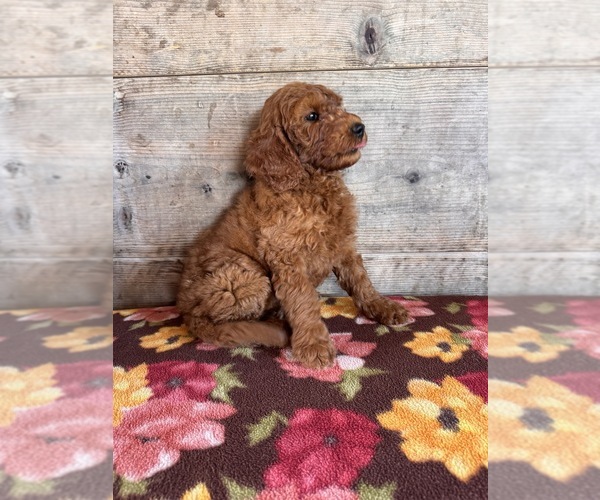 Medium Photo #24 Goldendoodle mix (+ Poodle Miniature) Puppy For Sale in VERMONTVILLE, MI, USA