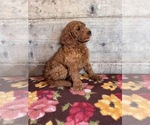 Small #23 Goldendoodle mix (+ Poodle Miniature)