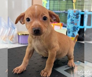 Denzel - Male Chihuahua-Unknown Mix Dog for Adoption - Photo #2
