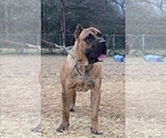 Small Photo #5 Presa Canario Puppy For Sale in LOUISVILLE, KY, USA