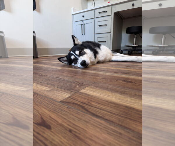 Medium Photo #2 Siberian Husky Puppy For Sale in Cumming, GA, USA