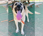 Small Anatolian Shepherd Mix