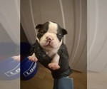 Small #6 Boston Terrier
