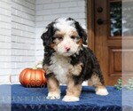 Image preview for Ad Listing. Nickname: Layla