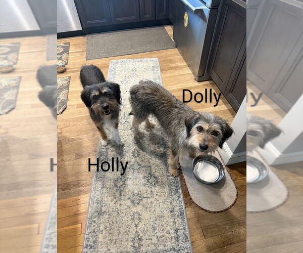 Medium Photo #2 Mutt Puppy For Sale in Rockaway, NJ, USA