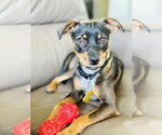 Small #3 Chihuahua Mix