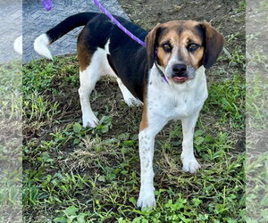Biscuit 2026 - Male Beagle Dog for Adoption - Photo #3
