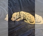 Small #1 Dalmatian