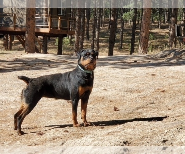Medium Photo #3 Rottweiler Puppy For Sale in ELBERT, CO, USA