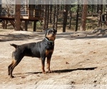 Small Photo #3 Rottweiler Puppy For Sale in ELBERT, CO, USA