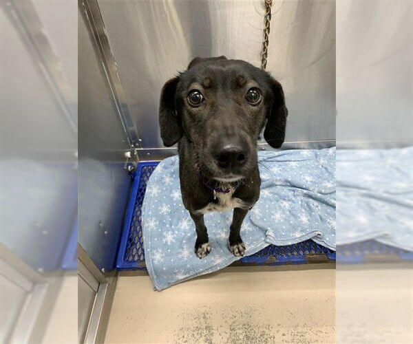 Medium Photo #2 Pointer-Siberian Husky Mix Puppy For Sale in Fairbanks, AK, USA