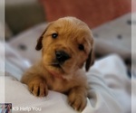 Small Photo #34 Golden Retriever Puppy For Sale in SAINT LOUIS, MO, USA