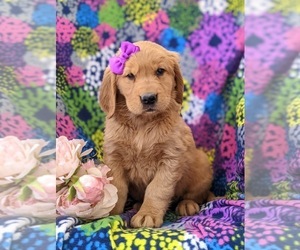 Golden Retriever Puppy for sale in OXFORD, PA, USA