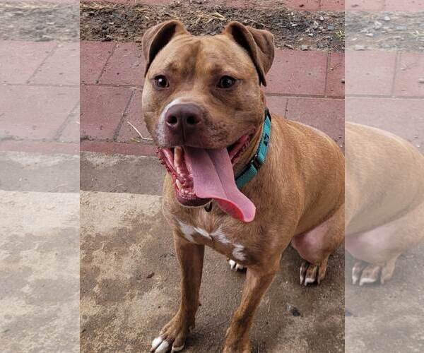 Medium Photo #10 American Staffordshire Terrier-Unknown Mix Puppy For Sale in Spotsylvania, VA, USA