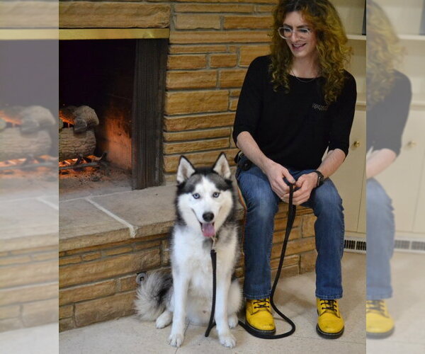 Medium Photo #4 Siberian Husky Puppy For Sale in Enfield, CT, USA