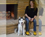 Small #3 Siberian Husky