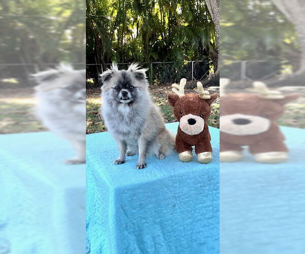 Medium Photo #13 Pominese Puppy For Sale in Weston, FL, USA