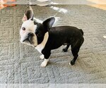 Small Photo #1 Faux Frenchbo Bulldog Puppy For Sale in WATERVLIET, NY, USA