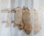 Small #1 Golden Retriever