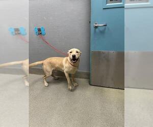 Labrador Retriever-Unknown Mix Dogs for adoption in Las Vegas, NV, USA