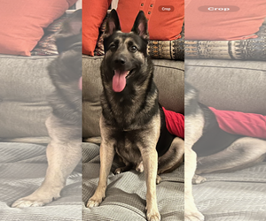 German Shepherd Dog-Unknown Mix Dogs for adoption in La Grange , NC, USA