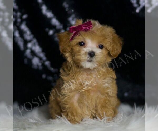 Medium Photo #6 Maltipoo Puppy For Sale in WARSAW, IN, USA