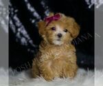Small #5 Maltipoo