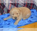 Puppy 7 Golden Retriever