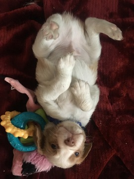 Medium Photo #15 Brittany Puppy For Sale in MAYVILLE, MI, USA