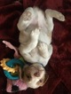 Small Photo #15 Brittany Puppy For Sale in MAYVILLE, MI, USA