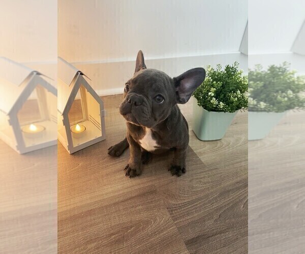 Medium Photo #1 French Bulldog Puppy For Sale in YONKERS, NY, USA