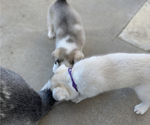 Small Photo #5 Labrador Retriever-Siberian Husky Mix Puppy For Sale in OXNARD, CA, USA