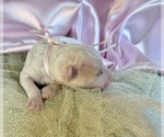 Small #2 Goldendoodle (Miniature)