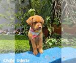 Small Labrador Retriever-Retriever  Mix