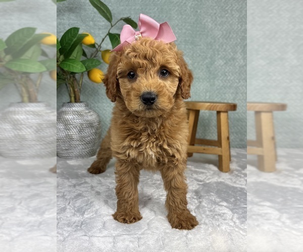 Medium Photo #1 Goldendoodle (Miniature) Puppy For Sale in FRANKLIN, IN, USA