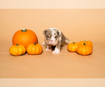 Litter of 6 - Male(s) and Female(s) BulldogLitter of Puppies for Sale - Photo #12