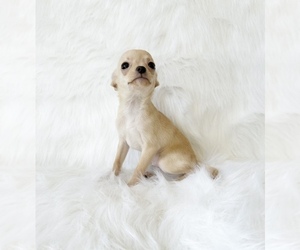 Chihuahua Puppy for sale in SACRAMENTO, CA, USA
