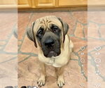 Small #5 Mastiff