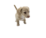 Small Photo #5 Dachshund Puppy For Sale in BALLWIN, MO, USA