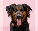 Small #36 German Shepherd Dog Mix
