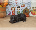 Small Photo #5 Poodle (Toy) Puppy For Sale in CHANUTE, KS, USA
